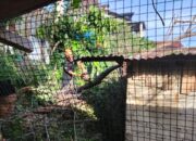 Hujan Disertai Angin Kencang, Pohon Beringin Roboh Timpa Tiga Rumah Warga di Padang