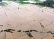 Validitas Data Krusial, Kerugian Sektor Pertanian Sumbar Pasca-Bencana Mencapai Rp4,53 Triliun