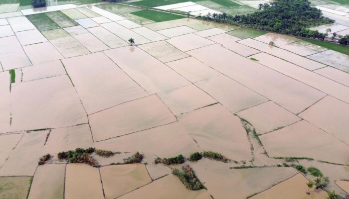 Validitas Data Krusial, Kerugian Sektor Pertanian Sumbar Pasca-Bencana Mencapai Rp4,53 Triliun